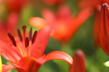 Fototapeta na wymiar Bright orange lily flowers in the sunny garden.