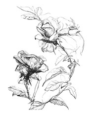 pencil drawing two roses on isolated background