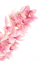 Obraz na płótnie Canvas Flower orchid