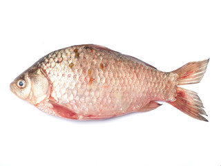Fish crucian