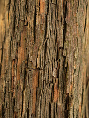 Texture tree