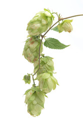 Fresh hop