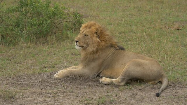 Lion lying down