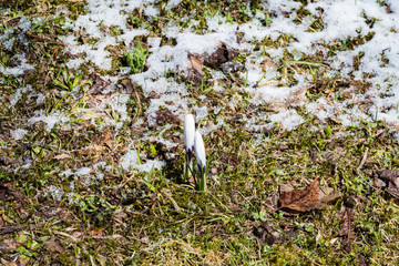 Frühblüher Krokusse