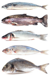 Sea fish