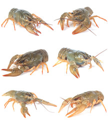 Crayfish
