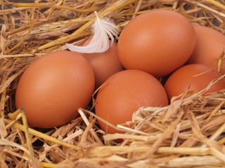 Fresh eggs
