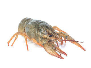 Crayfish