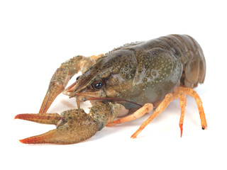 Crayfish