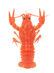 Crayfish