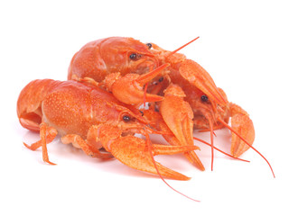 Fresh crayfish