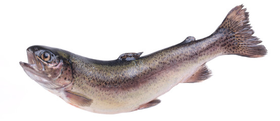 Fish trout