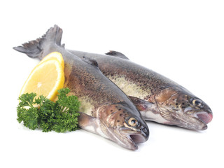 Fish trout