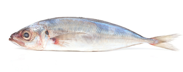 Fish jack mackerel