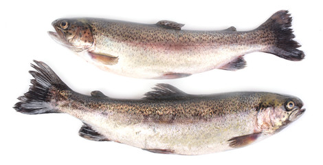 Fish trout