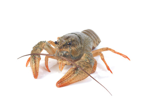 Crayfish