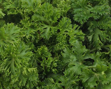 Parsley texture
