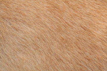 close up brown dog skin for background