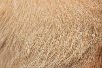 close up brown dog skin for background