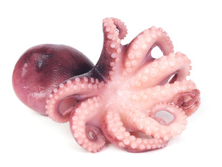 Octopus