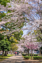 横浜 大通り公園の桜