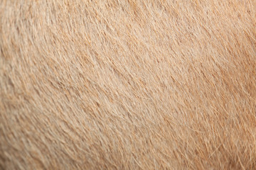close up brown dog skin for background