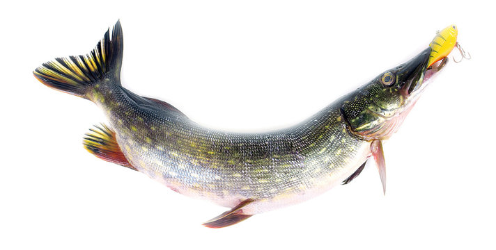 Fish pike