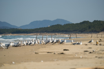 Fototapeta na wymiar 砂浜に集まるカモメ