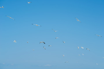 青空を飛ぶカモメ
