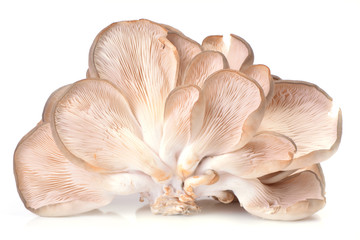 Fototapeta na wymiar Mushrooms oyster