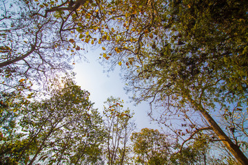 Tree branch green leaf with blue sky background