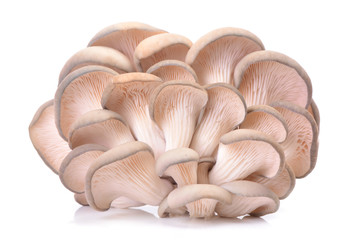 Mushrooms oyster