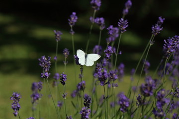 Closeup photo of a Cabbage White butterfly on lavender.