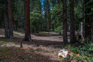 Path Through The Forest