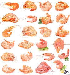 Shrimps collection