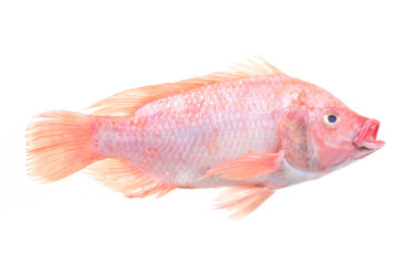Fish red tilapia