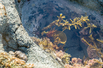 タイドプールの海藻
