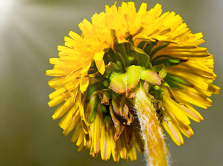 juicy bright yellow dandelions, summer picture of a yellow flower..