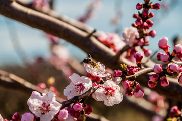 Fleurs d'abricotier et abeille. - obrazy, fototapety, plakaty
