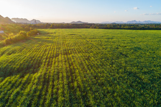 Fototapeta Sugarcane plantation field aerial view with sunset light