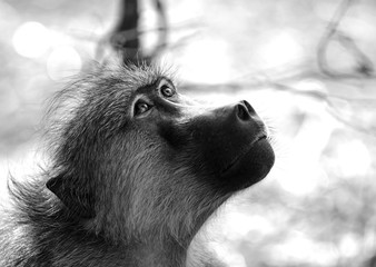 Close up of a chacma baboon (Cape Baboon) head looking up upwards in black & white with a bokeh natural background and copyspace.  The chacham baboon is one of the largest species of monkey