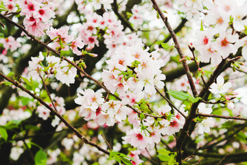 Obraz premium Group Branch of Blossom pink sakura tree in the Tianyuan Temple,Taiwan