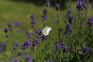 Closeup photo of a Cabbage White butterfly on lavender.