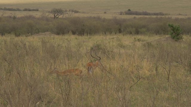 Impalas grazing, running and leaping 