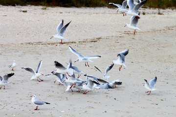 A flock of seagulls walk on the sand of Black Sea coast in summer