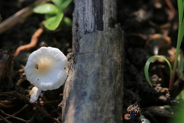 Close up tiny white mushroom on the ground