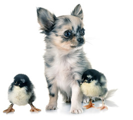 puppy chihuahua and chicks