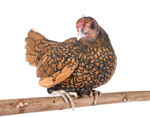 golden Sebright chicken