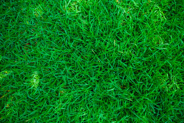 Green fresh nature grass texture