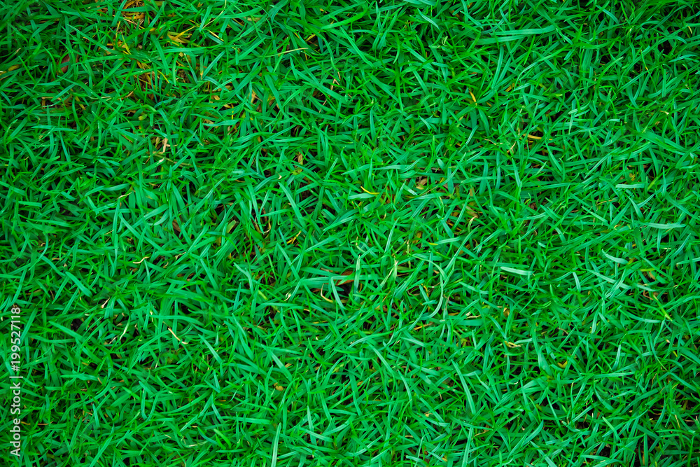 Wall mural Green meadow grass texture